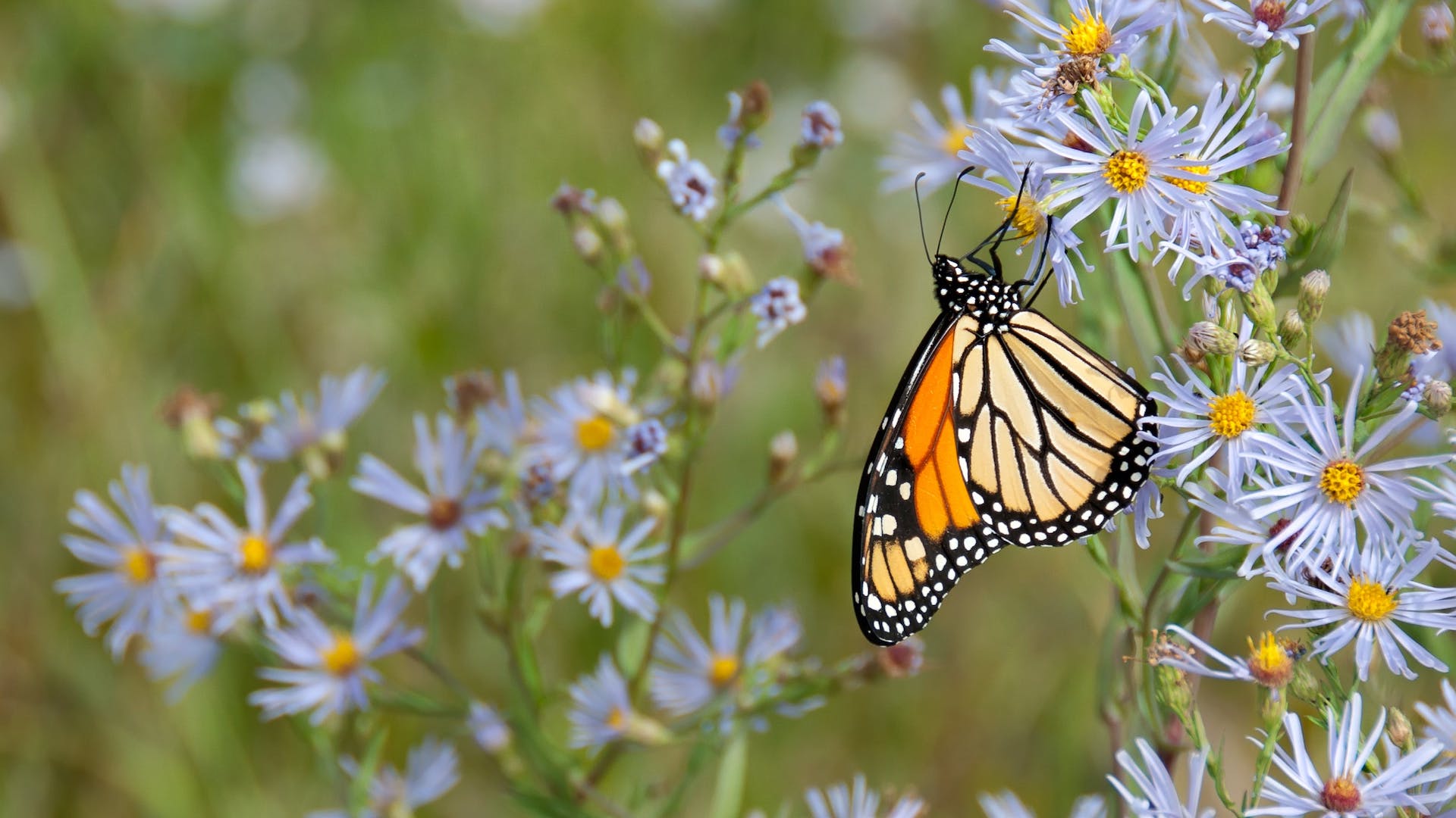 Butterfly on a flower